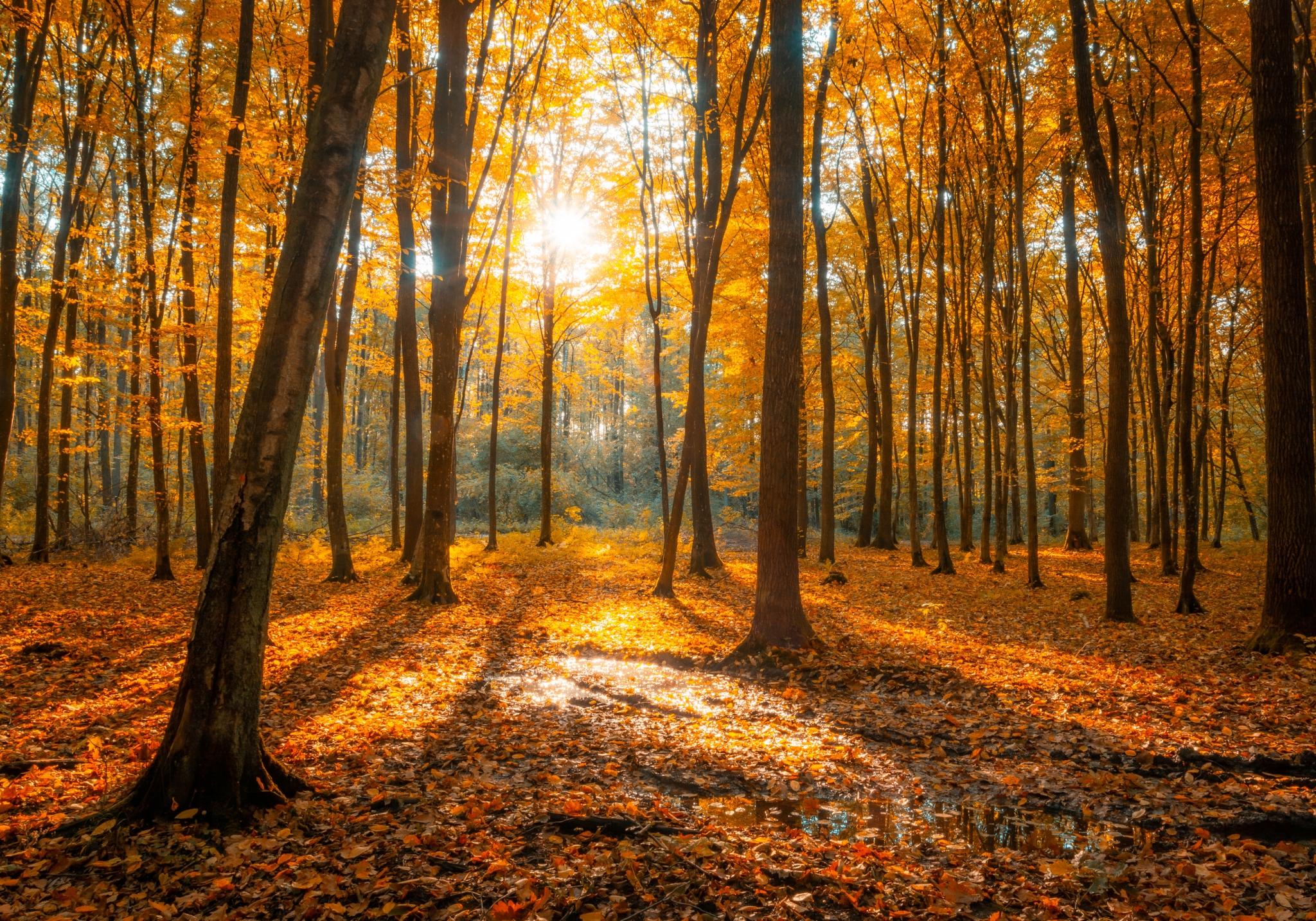 Herfst zonwering Herfst zonwering